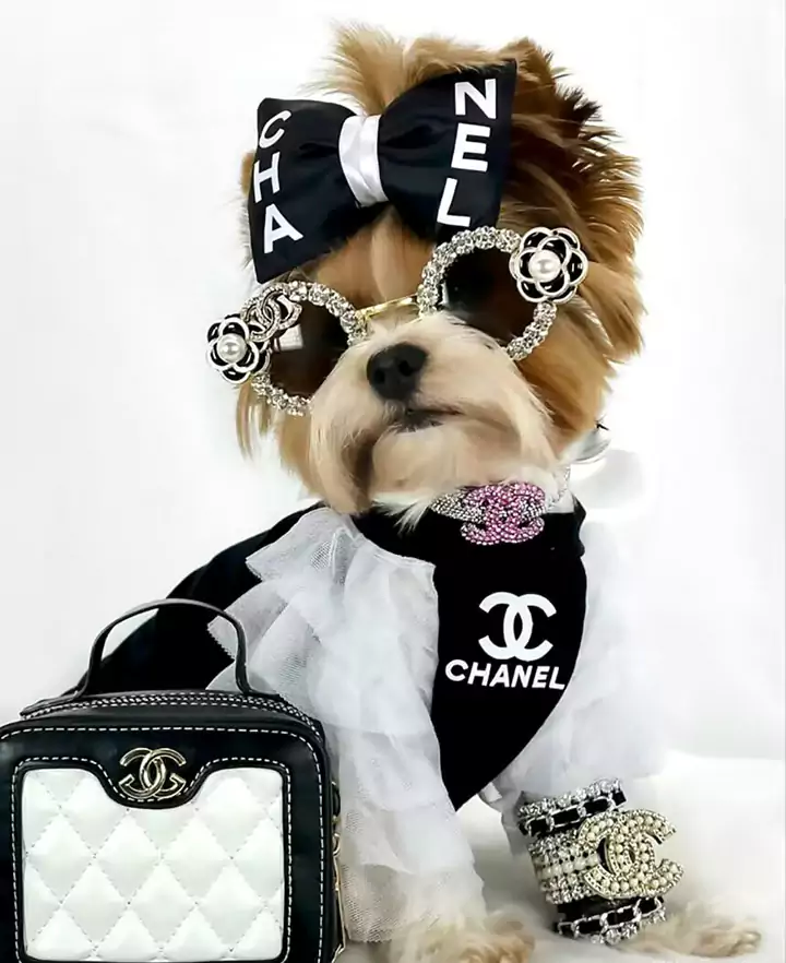 ブランド シャネル/Chanel  ペット用品	