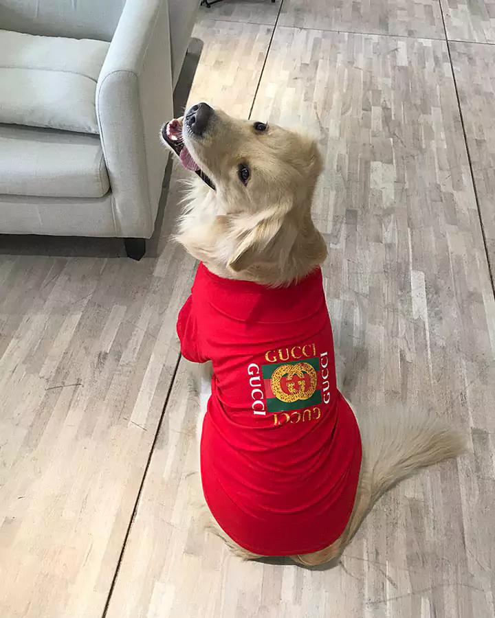 グッチ 犬とペアルック 半袖 赤 tシャツ ペット服 高品質 大型犬