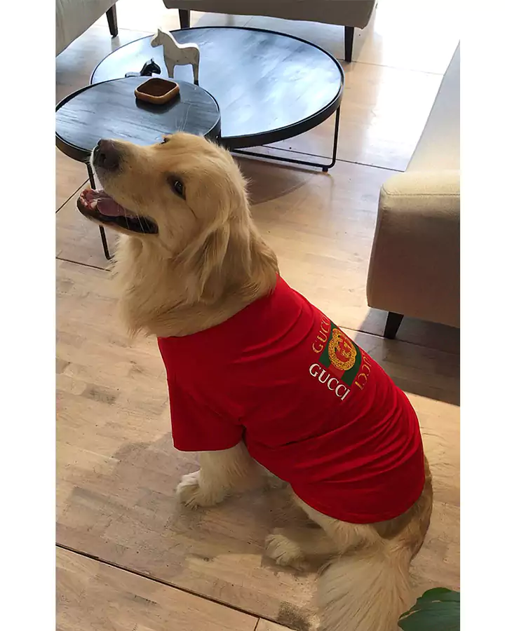 グッチ 犬とペアルック 半袖 赤 tシャツ ペット服 高品質 大型犬